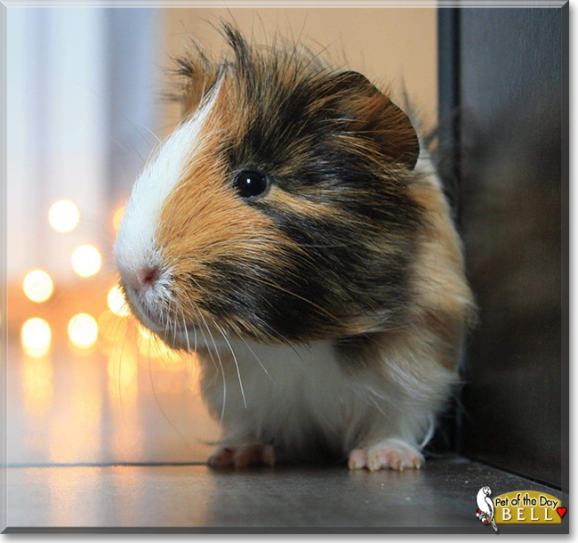 Bell the Peruvian Guinea Pig, the Pet of the Day
