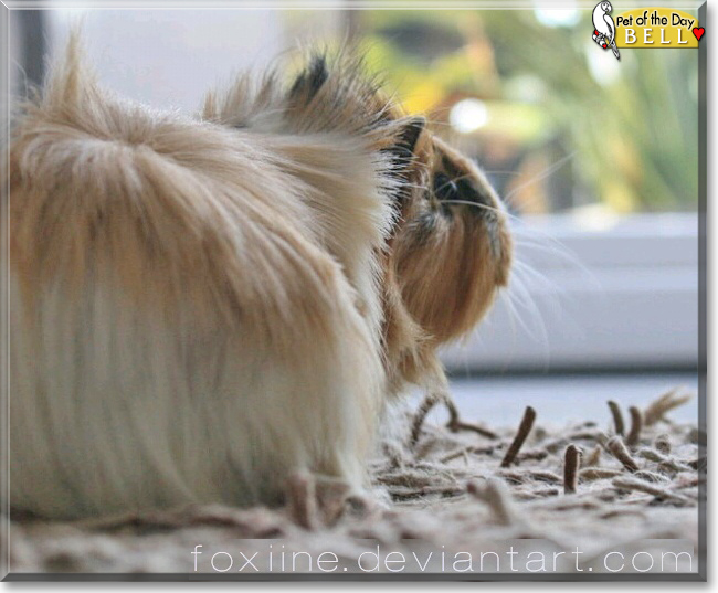 Bell the Peruvian Guinea Pig, the Pet of the Day