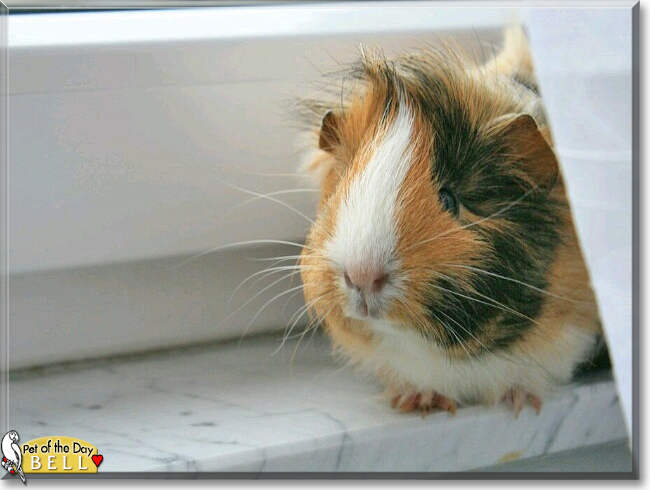 Bell the Peruvian Guinea Pig, the Pet of the Day