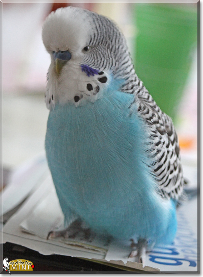 Mini the Budgerigar, the Pet of the Day