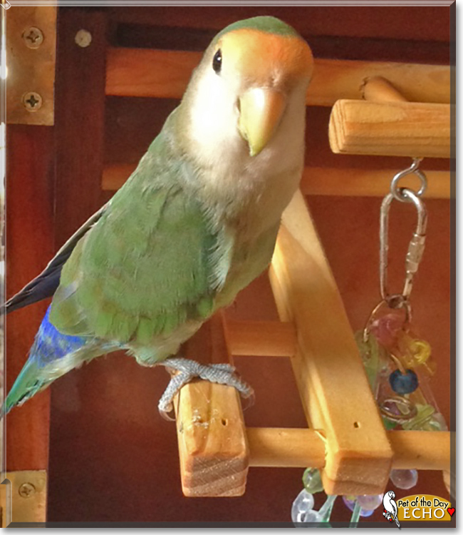 Echo the Lovebird, the Pet of the Day