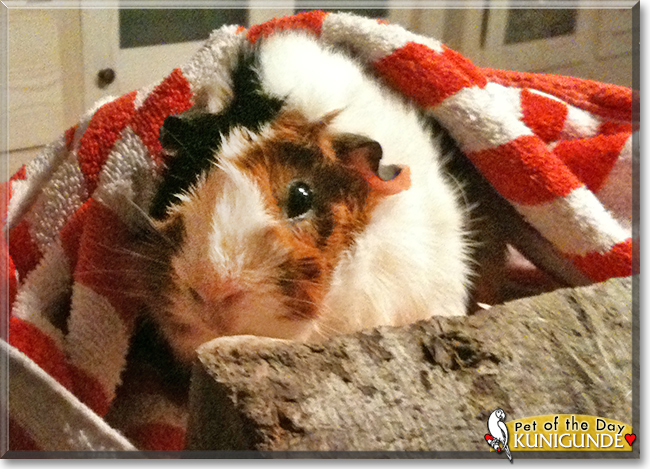 Kunigunde the Rosette Guinea Pig, the Pet of the Day Kunigunde the Rosette Guinea Pig, the Pet of the Day