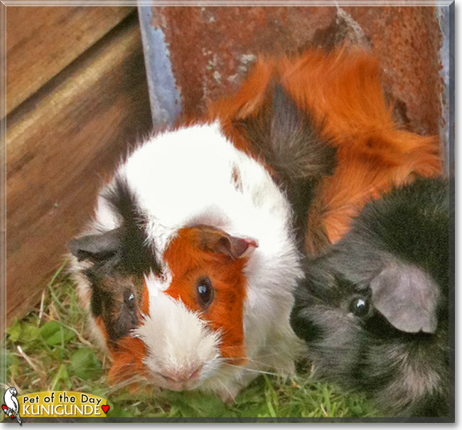 Kunigunde the Rosette Guinea Pig, the Pet of the Day