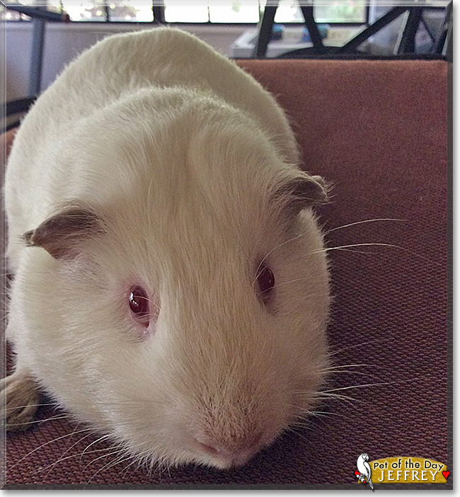 Jeffrey the Himalayan Guinea Pig, the Pet of the Day
