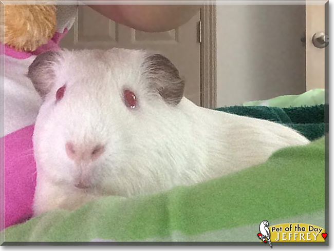 Jeffrey the Himalayan Guinea Pig, the Pet of the Day