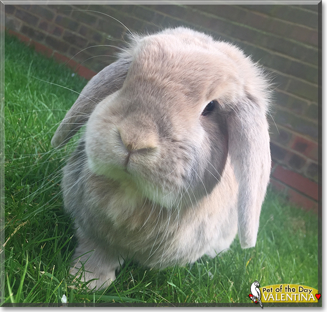 Valentina the Dwarf Lop Rabbit, the Pet of the Day Valentina the Dwarf Lop Rabbit, the Pet of the Day