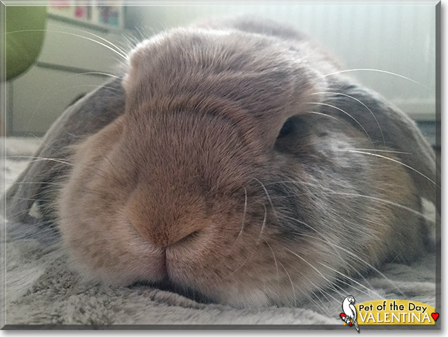 Valentina the Dwarf Lop Rabbit, the Pet of the Day