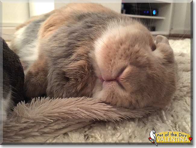 Valentina the Dwarf Lop Rabbit, the Pet of the Day