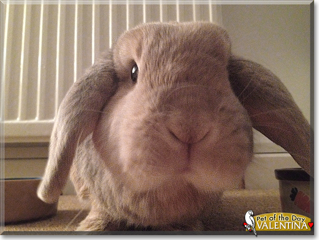 Valentina the Dwarf Lop Rabbit, the Pet of the Day