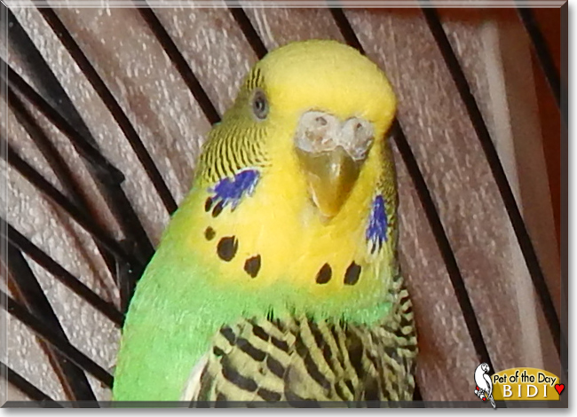 Bidi the Budgerigar, the Pet of the Day Bidi the Budgerigar, the Pet of the Day