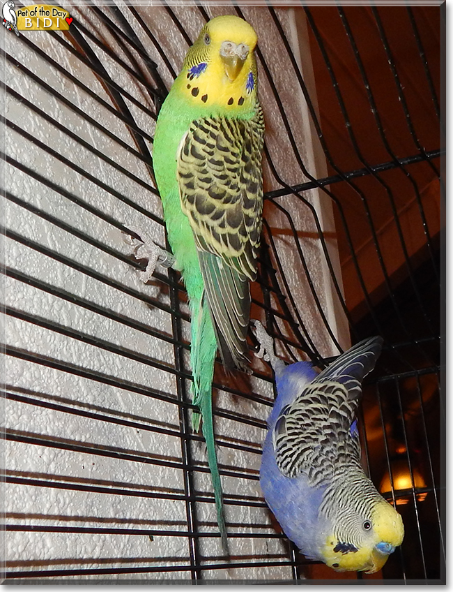 Bidi the Budgerigar, the Pet of the Day