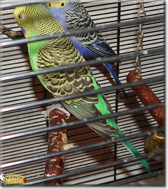 Bidi the Budgerigar, the Pet of the Day