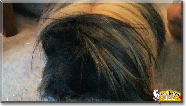 Fuzzy the Peruvian Guinea Pig, the Pet of the Day Fuzzy the Peruvian Guinea Pig, the Pet of the Day
