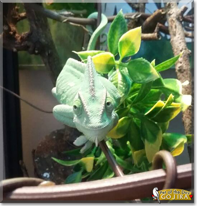 Gojira the Veiled Chameleon, the Pet of the Day