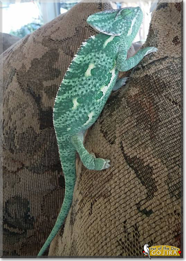 Gojira the Veiled Chameleon, the Pet of the Day