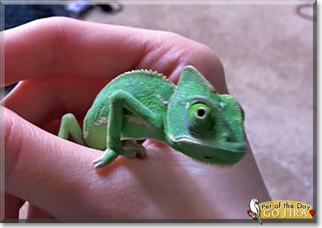 Gojira the Veiled Chameleon, the Pet of the Day