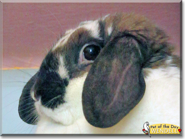 Wendell the Holland Lop Rabbit, the Pet of the Day Wendell the Holland Lop Rabbit, the Pet of the Day