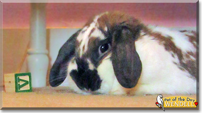 Wendell the Holland Lop Rabbit, the Pet of the Day