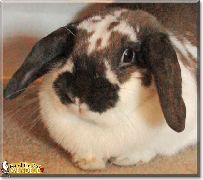 Wendell the Holland Lop Rabbit, the Pet of the Day