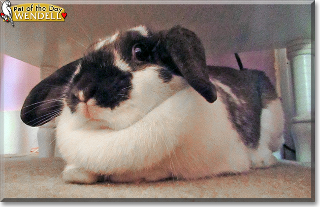 Wendell the Holland Lop Rabbit, the Pet of the Day