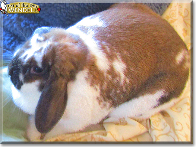 Wendell the Holland Lop Rabbit, the Pet of the Day