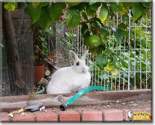 Dora the Checkered Giant mix, the Pet of the Day