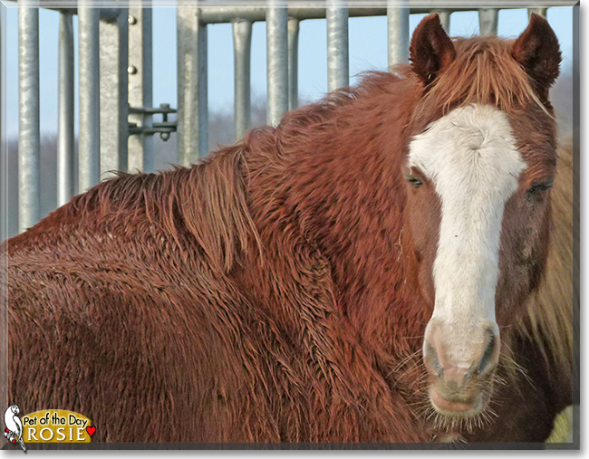 Rosie the Horse, the Pet of the Day