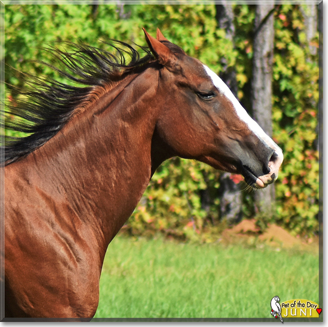 June Bug the Quarter Horse, the Pet of the Day June Bug the Quarter Horse, the Pet of the Day