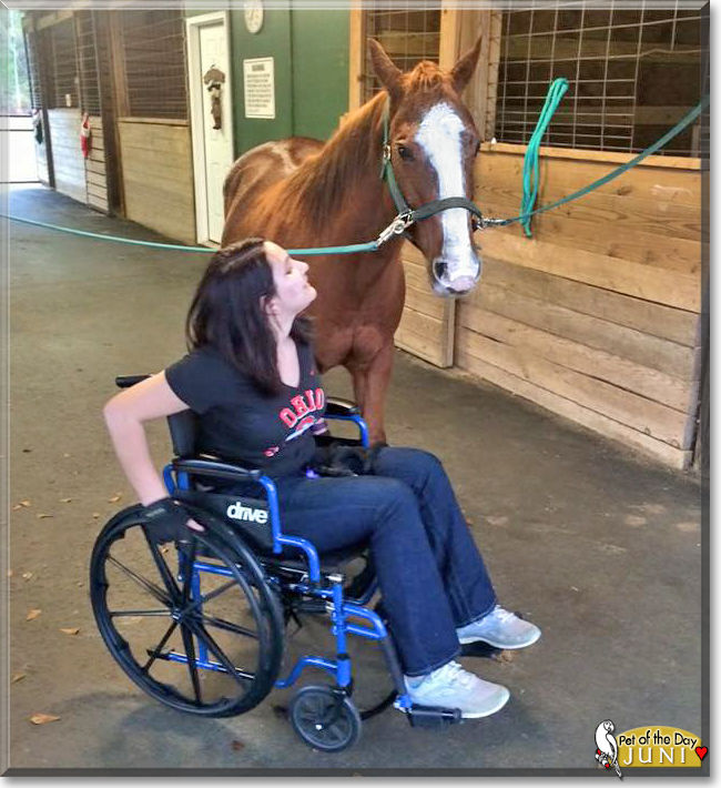 June Bug the Quarter Horse, the Pet of the Day