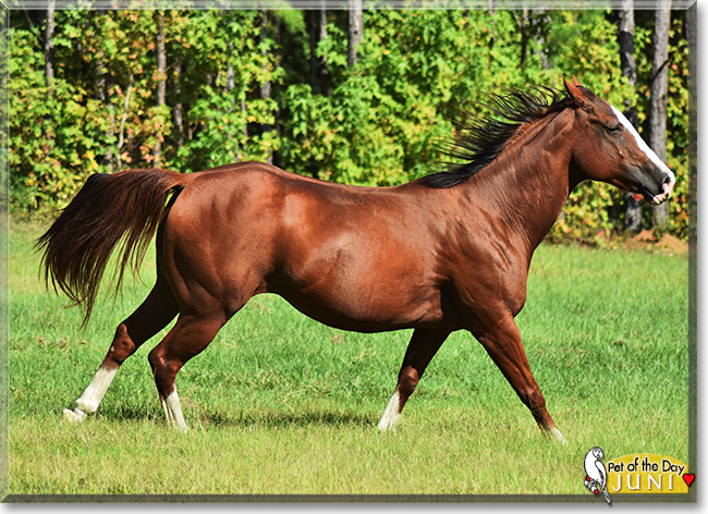 June Bug the Quarter Horse, the Pet of the Day