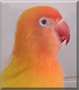 Keule the Fischer's Lovebird