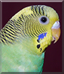 Ziggi the Budgerigar