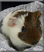 Georgie the Guinea Pig