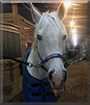 Cruiser the American Quarter Horse