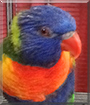 Rebock the Rainbow Lorikeet