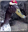 Mako the Indian Runner Duck