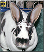 Wilbuhr the Mini Rex Rabbit
