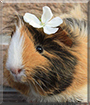 Bell the Peruvian Guinea Pig