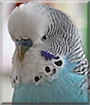 Mini the Budgerigar