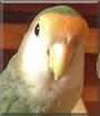 Echo the Lovebird