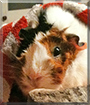 Kunigunde the Rosette Guinea Pig