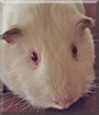 Jeffrey the Himalayan Guinea Pig
