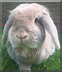 Valentina the Dwarf Lop Rabbit