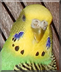 Bidi the Budgerigar