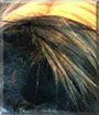 Fuzzy the Peruvian Guinea Pig