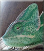 Gojira the Veiled Chameleon