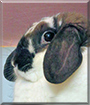 Wendell the Holland Lop Rabbit