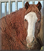 Rosie the Horse