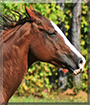 June Bug the Quarter Horse