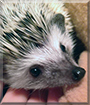 Fern the African Pygmy Hedgehog